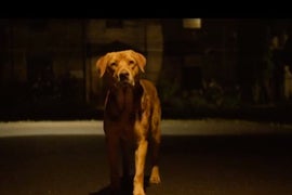 Dogs Rise Up Against Humanity in First Trailer for Cannes Film Festival Winner ‘White God’ (Video)