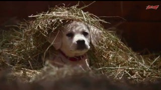 Budweiser’s ‘Lost Puppy’ Super Bowl Ad Will Make Football Fans Cry in Their Nachos (Video)