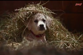 Budweiser’s ‘Lost Puppy’ Super Bowl Ad Will Make Football Fans Cry in Their Nachos (Video)