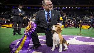 Beagle ‘Miss P’ Fetches Top Prize at 2015 Westminster Dog Show