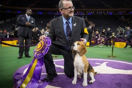 Beagle ‘Miss P’ Fetches Top Prize at 2015 Westminster Dog Show