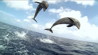 Discovery Uses Robotic Fish and Hidden Cameras on New Special ‘Dolphins: Spy in the Pod’ (Exclusive)