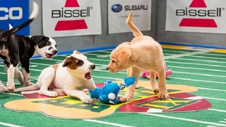 For $30, Uber and Animal Planet Will Bring You a Puppy