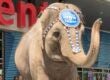 Ringling Bros. Elephant Predicts FIFA World Cup Winner At STAPLES Center Los Angeles