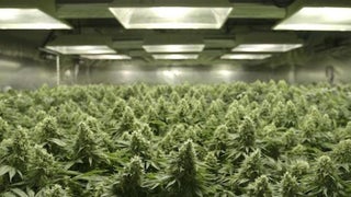 SXSW: Alchemy Buys Marijuana Legalization Documentary ‘Rolling Papers’