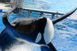 SeaWorld Pays $65 Million to Settle ‘Blackfish’-Related Lawsuit