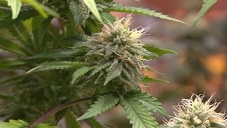 Sanjay Gupta on ‘Weed 3’: Obama Is Pulling for Pot