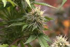Sanjay Gupta on ‘Weed 3’: Obama Is Pulling for Pot