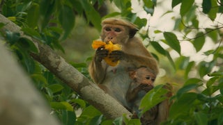 ‘Monkey Kingdom’ Review: Tina Fey Puts Her Stamp on Winsome Disneynature Doc