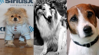 From Wags to Riches: 11 of TV’s Most Famous Dogs (Photos)