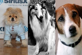 From Wags to Riches: 11 of TV’s Most Famous Dogs (Photos)