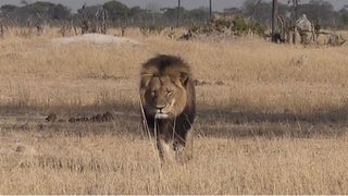 Cecil the Lion Killer Breaks Silence: ‘I Wouldn’t Have Taken It’ If I Knew Lion Was Important