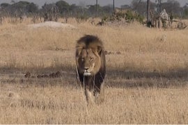 Cecil the Lion Killer Breaks Silence: ‘I Wouldn’t Have Taken It’ If I Knew Lion Was Important