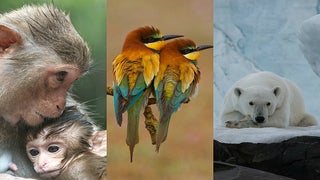 National Geographic’s ‘Destination Wild’ Reveals Fur-tastic Summer Slate (Exclusive Photos)