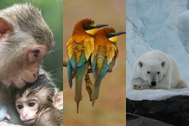 National Geographic’s ‘Destination Wild’ Reveals Fur-tastic Summer Slate (Exclusive Photos)