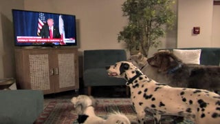 Jimmy Kimmel Discovers White Dogs Take Orders From Donald Trump (Video)