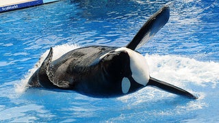 SeaWorld Ends Killer Whale Breeding, Effective Immediately