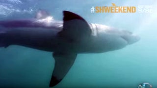 Watch Adorable Seals Outrun Great White Shark on Discovery’s ‘Shweekend’ (Exclusive Video)