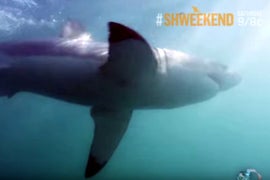 Watch Adorable Seals Outrun Great White Shark on Discovery’s ‘Shweekend’ (Exclusive Video)