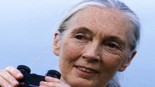 Jane Goodall Thinks Cecil the Lion’s Killer Has a ‘Very Small Penis’ (Video)