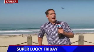 Fox TV News Reporter Gets Harassed On-Air by Big Scary Bug and You Gotta See It (Video)