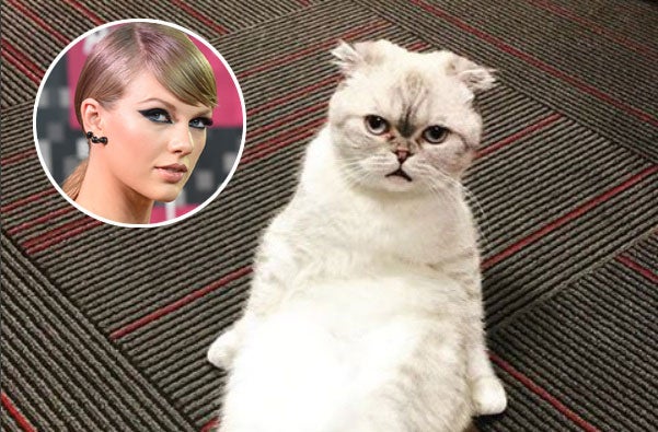 Taylor Swifts Felines Celebrate National Cat Day And 9