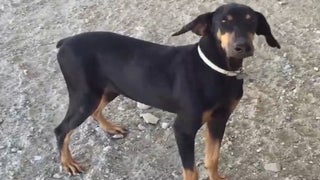 Ratings: Fox’s ‘All-Star Dog Rescue’ Special Lays Down Behind ABC Reruns