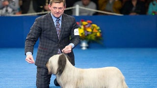 Skye Terrier ‘Good Time Charlie’ Wins Best in Show at National Dog Show