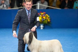 Skye Terrier ‘Good Time Charlie’ Wins Best in Show at National Dog Show