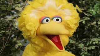 Trump Budget Director Uses Big Bird to Justify Axing Public TV Funding (Video)