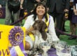 CJ the Pointer at Westminster Dog Show