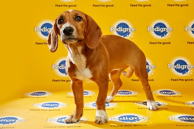 Puppy Bowl Roster 10 Puppy Bowl Roster 10