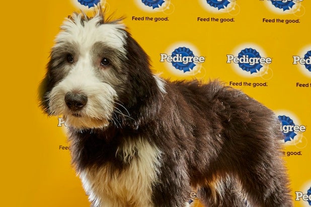 Puppy Bowl Roster 16 Puppy Bowl Roster 16