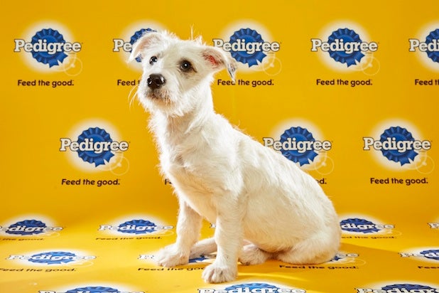 Puppy Bowl Roster 17 Puppy Bowl Roster 17
