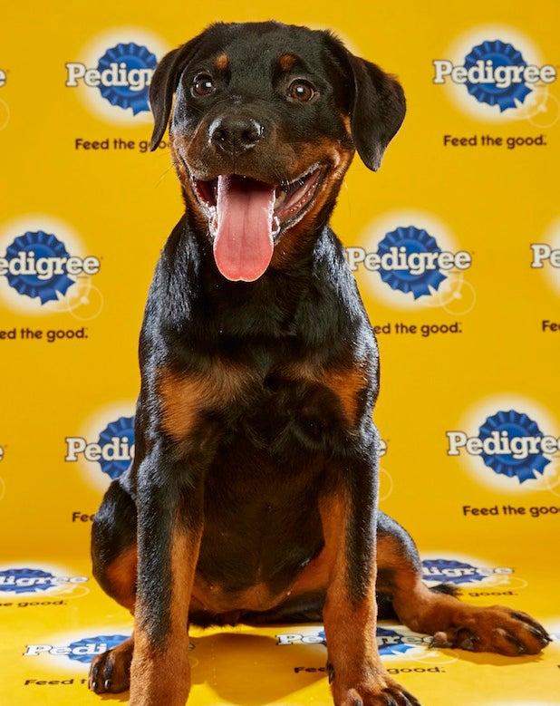 Puppy Bowl Roster 22 Puppy Bowl Roster 22