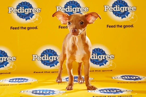 Puppy Bowl Roster 23 Puppy Bowl Roster 23
