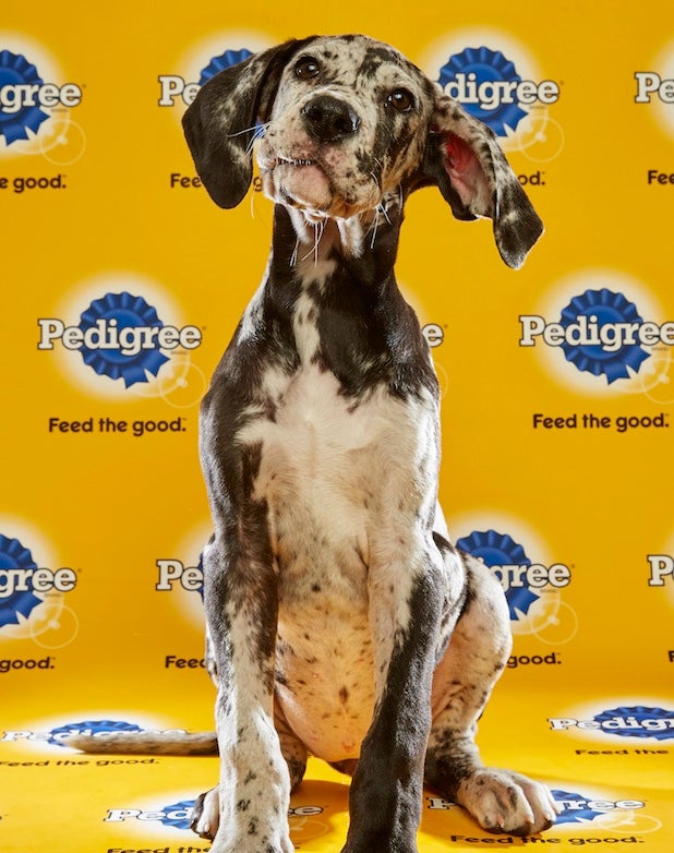 Puppy Bowl Roster 3 Puppy Bowl Roster 3