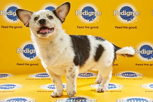 Puppy Bowl Roster 35 Puppy Bowl Roster 35