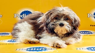 Cuteness Overload: Meet the Starting Lineup for Puppy Bowl XII (Photos)