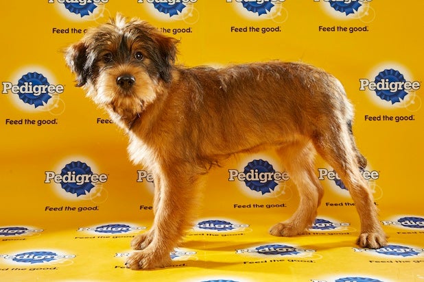 Puppy Bowl Roster 40 Puppy Bowl Roster 40