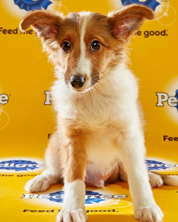puppy bowl roster meet the starting lineup for puppy bowl xii photos puppy bowl roster meet the starting lineup for puppy bowl xii photos