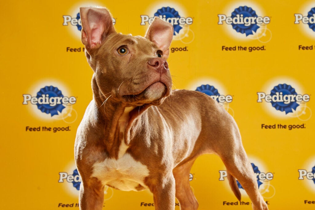 Puppy Bowl Roster 7 Puppy Bowl Roster 7