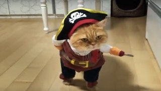 #CATmageddon: Watch the Anti-Smoking Cat Ad That’s Better Than the Grammys (Video)