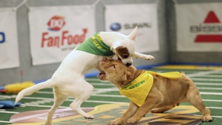 ‘Puppy Bowl XII’ Paws Its Way to 2.2 Million Viewers