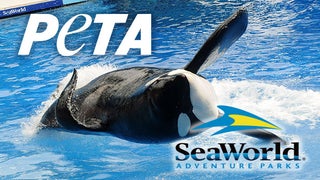 SeaWorld Admits to Planting Operatives in PETA