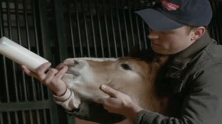 Ratings: ‘Super Bowl’s Greatest Commercials’ Carries CBS Across Tuesday Goal Line