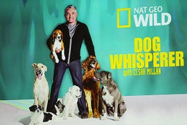 ‘Dog Whisperer’ Cesar Millan Investigated for Animal Cruelty