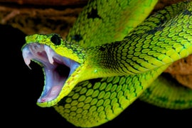 Nat Geo Channel Slate to Include ‘Earth Live,’ ‘Lawless Oceans’ Murder Mystery