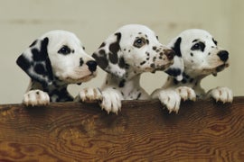 Nat Geo Wild Slate: ‘Project Puppy’ and ‘Animal ER’ Score Series Orders