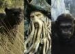 astonishing cgi jungle book
